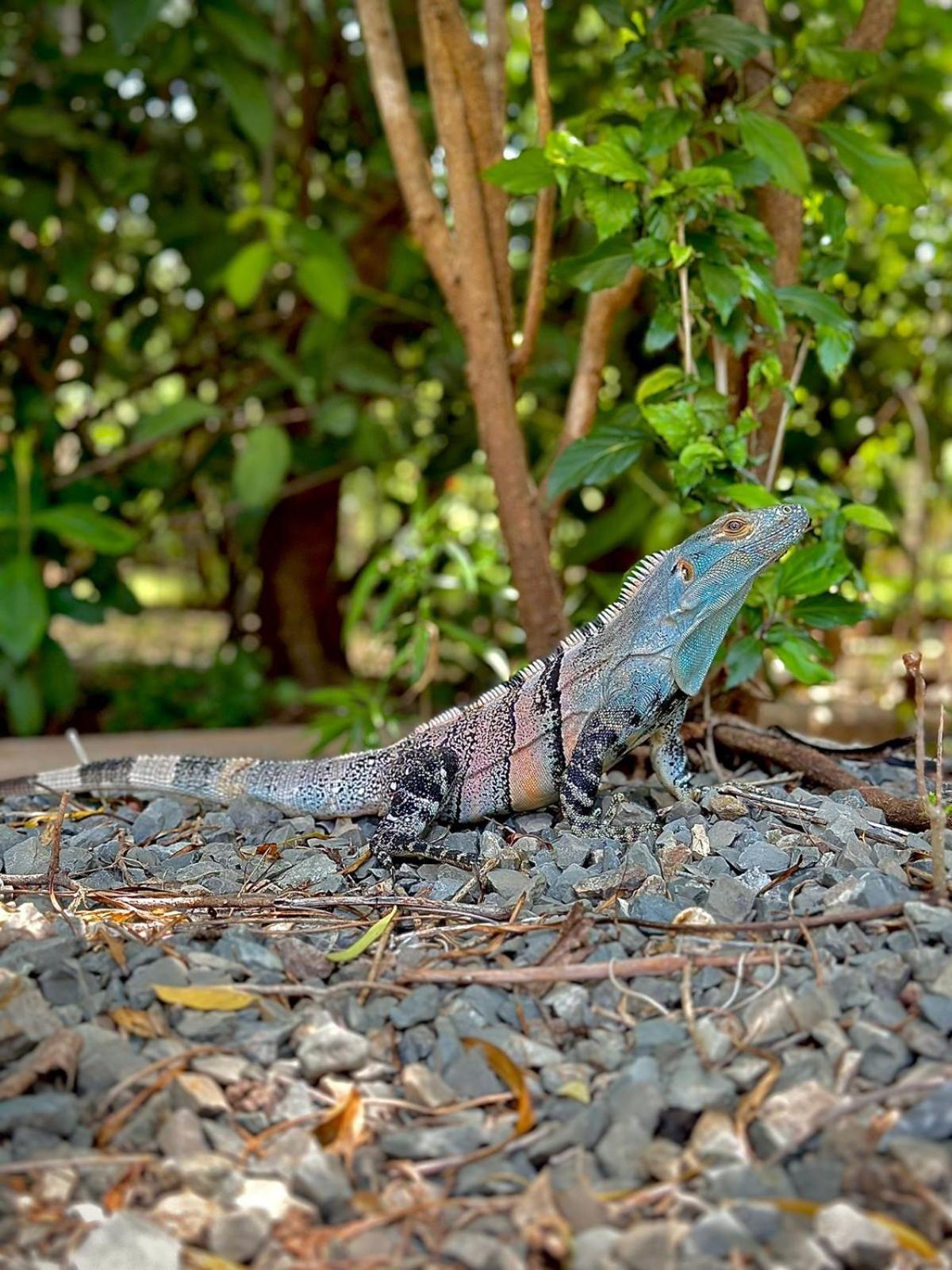 Hotel Luna Llena Tamarindo Kültér fotó